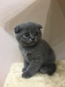 Photo №2 to announcement № 1614 for the sale of british shorthair - buy in Russian Federation private announcement
