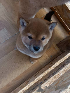 Photo №2 to announcement № 165168 for the sale of shiba inu - buy in Serbia 