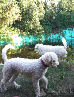 Photo №1. lagotto romagnolo - for sale in the city of Włocławek | 845$ | Announcement № 125064