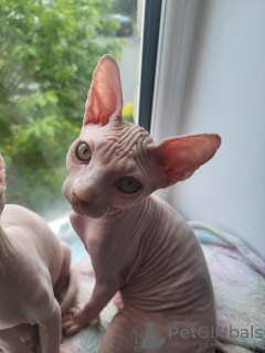 Photo №1. sphynx cat - for sale in the city of Гамбург | 528$ | Announcement № 55150