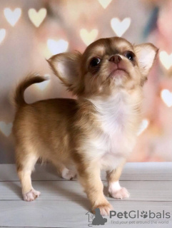 Photo №2 to announcement № 104850 for the sale of chihuahua - buy in Germany private announcement, breeder