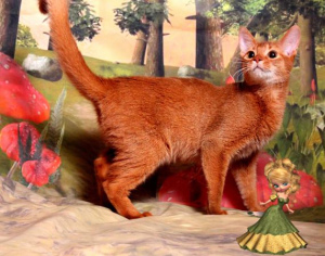 Photo №1. abyssinian cat - for sale in the city of Москва | 130$ | Announcement № 1113