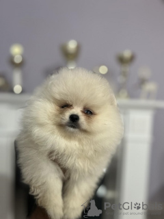 Photo №4. I will sell pomeranian in the city of Нови Сад.  - price - Is free