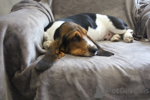 Photo №4. I will sell basset hound in the city of Москва. breeder - price - 675$