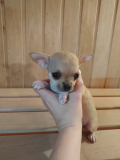 Additional photos: Chihuahua girl