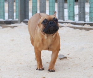 Photo №3. The bred girl of the French bulldog. Russian Federation