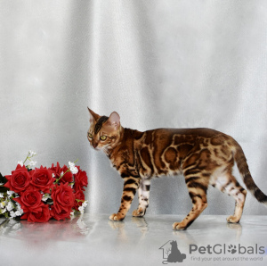 Photo №1. bengal cat - for sale in the city of Minsk | 189$ | Announcement № 120911