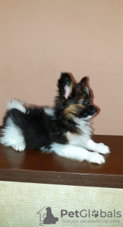 Photo №4. I will sell papillon dog in the city of Mogilyov. private announcement, breeder - price - 500$