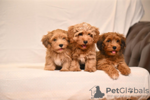 Photo №3. Havanese Bichon puppies. Serbia