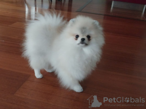 Photo №1. pomeranian - for sale in the city of Warsaw | Is free | Announcement № 102178