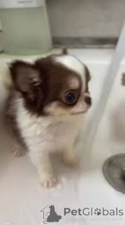 Photo №3. Cuccioli di Chihuahua in vendita. Italy