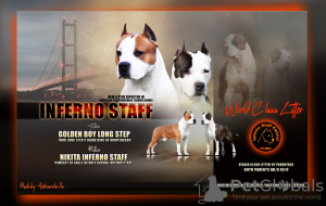Photo №1. american staffordshire terrier - for sale in the city of Belgrade | negotiated | Announcement № 63225