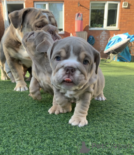 Photo №3. Adorable english bulldog ready to go their forever home. Italy