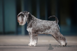 Photo №3. Miniature Schnauzer. Poland