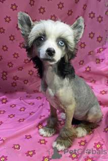 Photo №2 to announcement № 125180 for the sale of chinese crested dog - buy in Germany private announcement