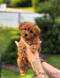 Photo №2 to announcement № 154284 for the sale of poodle (toy) - buy in United States breeder