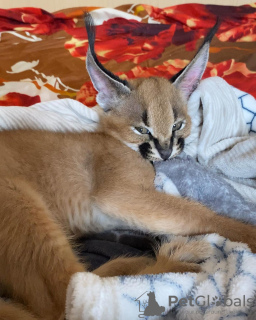 Photo №2 to announcement № 99640 for the sale of caracal - buy in Norway private announcement, from nursery, from the shelter, breeder