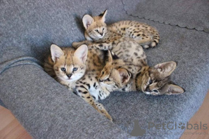 Photo №2 to announcement № 13480 for the sale of savannah cat - buy in Germany private announcement