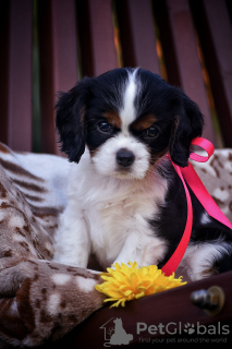 Photo №1. cavalier king charles spaniel - for sale in the city of Brest | negotiated | Announcement № 78548