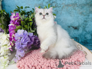 Photo №4. I will sell scottish straight in the city of Chernivtsi. breeder - price - 450$