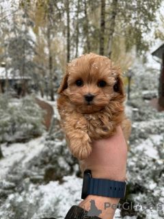 Photo №3. Maltipa F1 Mini (WhatsApp 79340037836). Russian Federation