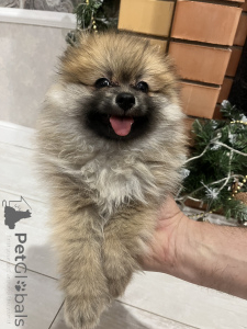 Photo №4. I will sell german spitz in the city of Lipetsk. private announcement - price - 101$