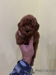 Photo №1. poodle (toy) - for sale in the city of Werbass | negotiated | Announcement № 82349