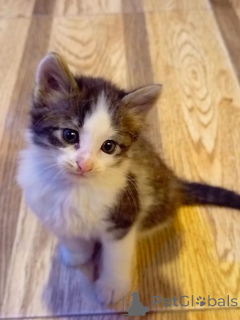 Photo №4. I will sell  in the city of Баку. private announcement - price - Is free