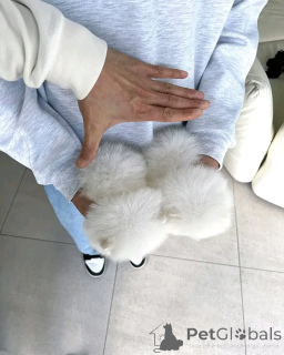 Photo №2 to announcement № 167892 for the sale of pomeranian - buy in Hungary private announcement