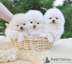 Photo №1. pomeranian - for sale in the city of New York | 280$ | Announcement № 101838