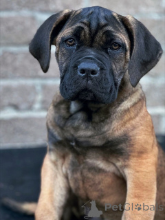 Photo №1. cane corso - for sale in the city of Bremen | negotiated | Announcement № 158763