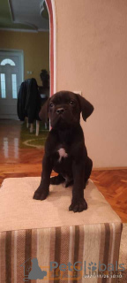 Photo №3. Cane Corso puppies for sale. Germany