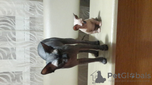 Photo №4. I will sell sphynx cat in the city of Штутгарт. breeder - price - 1040$