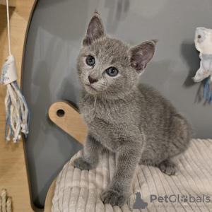 Photo №1. russian blue - for sale in the city of London | 264$ | Announcement № 121994