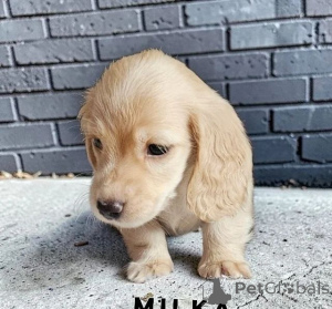 Photo №2 to announcement № 166518 for the sale of  - buy in United States 