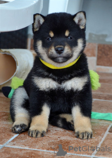 Additional photos: Shiba Inu puppies