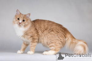 Photo №2 to announcement № 136935 for the sale of  - buy in Russian Federation private announcement