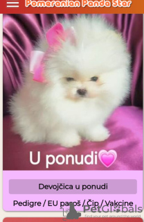 Photo №4. I will sell pomeranian in the city of Belgrade. breeder - price - negotiated