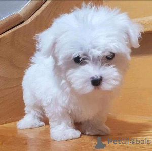 Photo №1. maltese dog - for sale in the city of Brussels | 471$ | Announcement № 137973