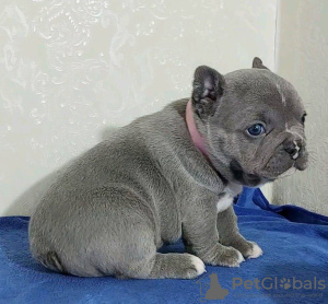 Photo №2 to announcement № 111504 for the sale of french bulldog - buy in Germany 