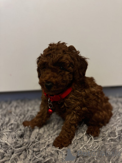 Photo №1. poodle (toy) - for sale in the city of Alabama | 340$ | Announcement № 159456
