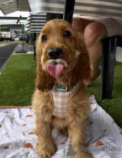 Photo №1. golden retriever - for sale in the city of Höfn | 650$ | Announcement № 159295