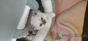 Photo №3. Kittens of the Holy Burma. Spain