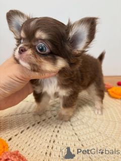 Photo №2 to announcement № 173764 for the sale of chihuahua - buy in Czech Republic breeder