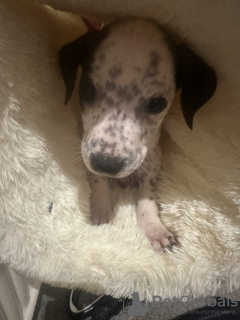 Photo №3. Dalmatinerkreuz. Germany