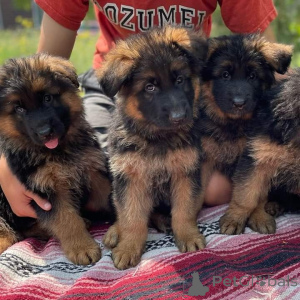 Photo №1. german shepherd - for sale in the city of Helsinki | Is free | Announcement № 160312