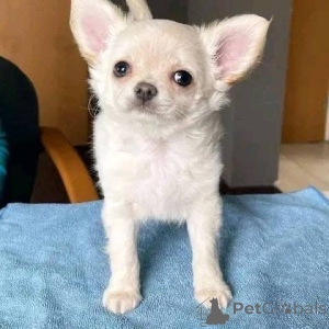 Photo №3. cute and affectionate female and male chihuahua puppies for adoption to good. Denmark
