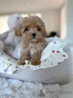 Photo №3. Entzückende Maltipoo-Welpen suchen ein liebevolles Zuhause!. Germany