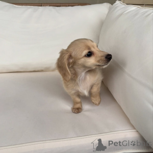 Photo №3. Mini Dachshund Puppies Small in Size, Big in Personality!. Germany