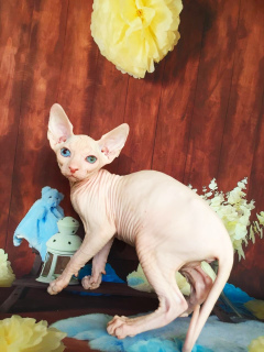 Photo №1. sphynx-katze - for sale in the city of Moscow | Negotiated | Announcement № 2511